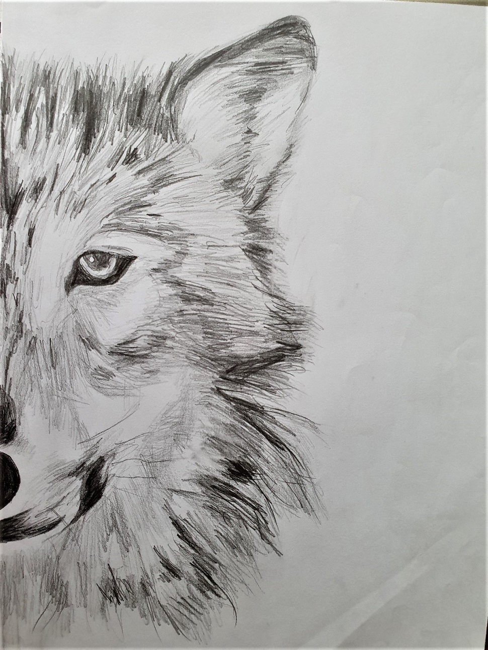 A Wolf